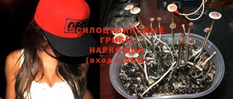 кракен как зайти  Харовск  Псилоцибиновые грибы Psilocybe  купить закладку 